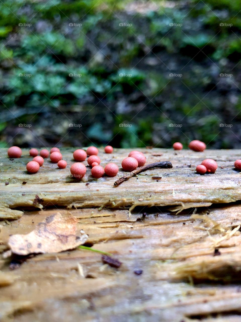 Wet season and unusual fungi 