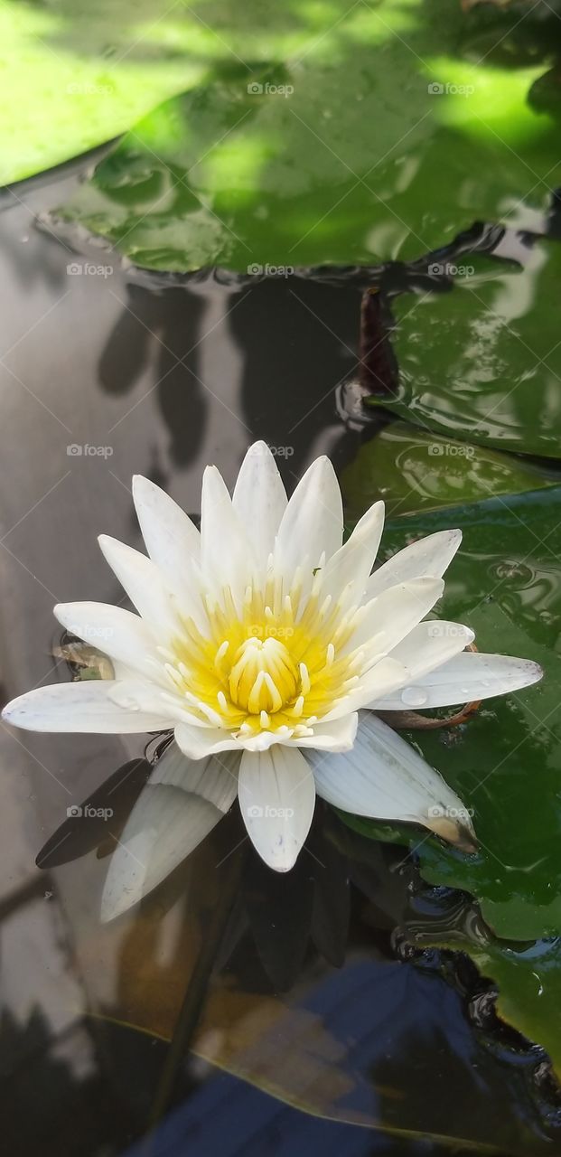 lotus flower a beatiful