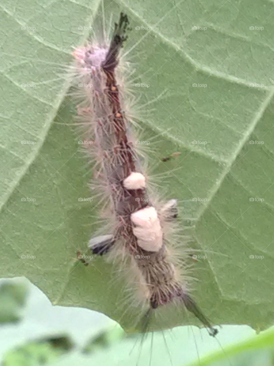 After rainy days, we get to see the types of Ilio species of egg, larva and worm.