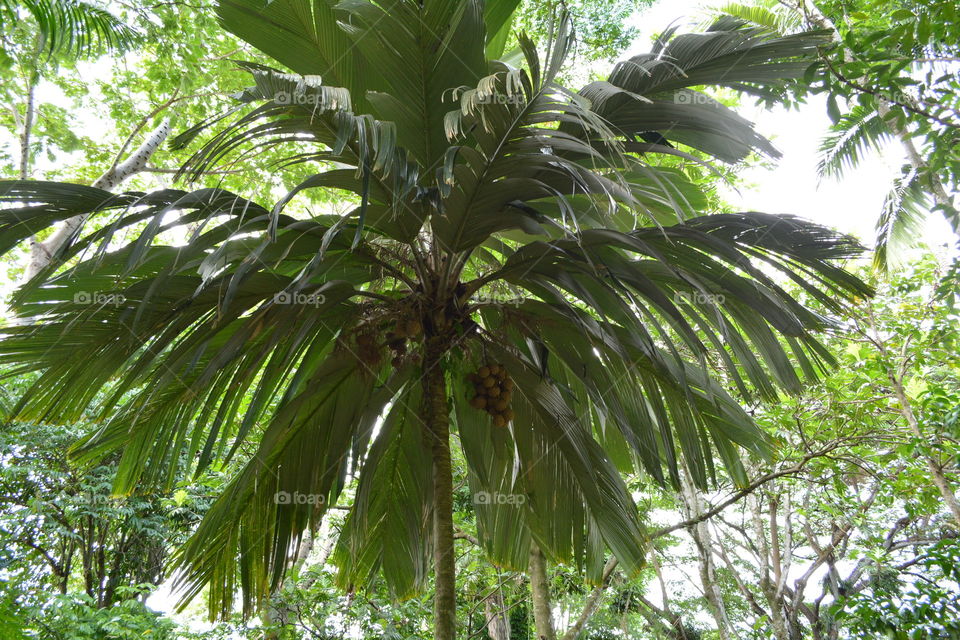 Coconut palm canopy 