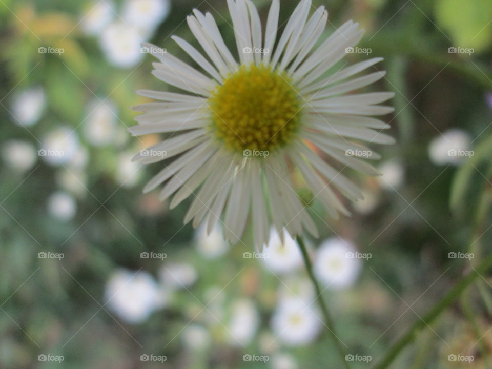 yellow nature flower white by ashley77
