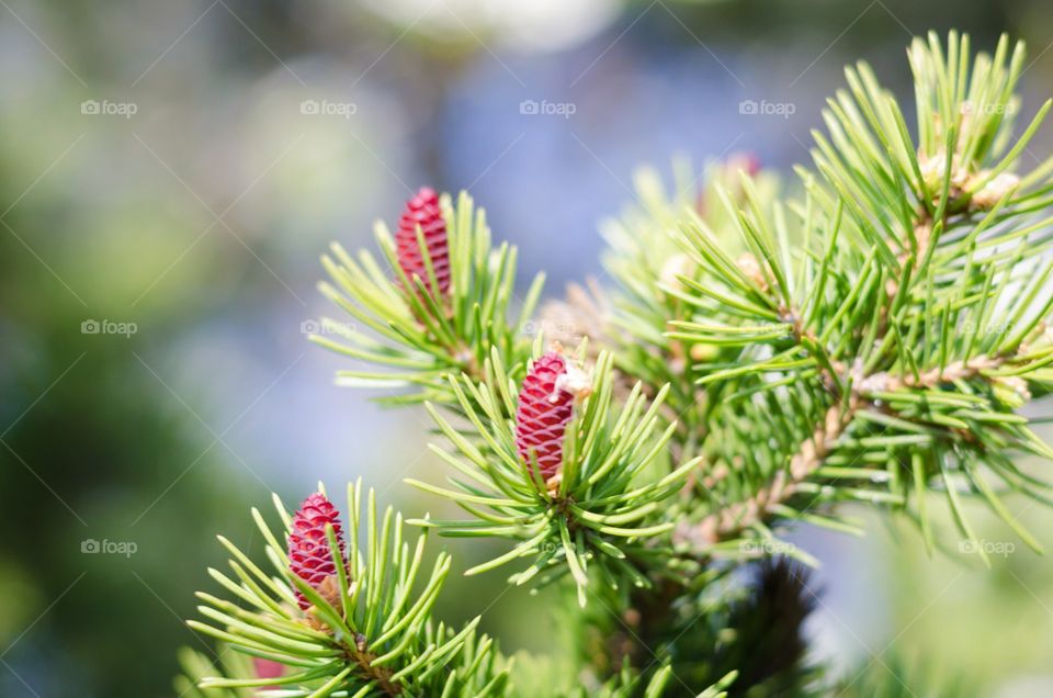 pine flowers