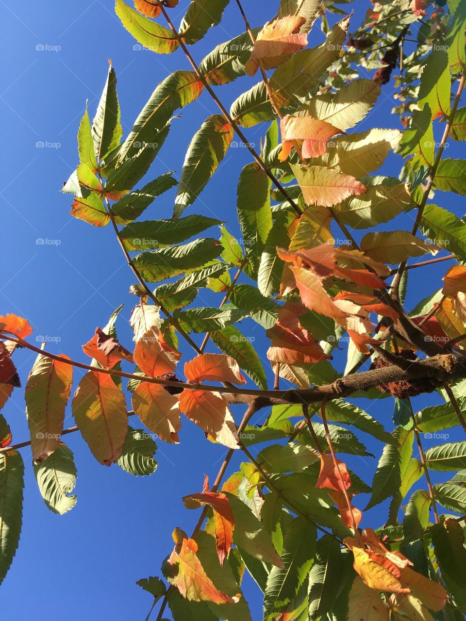 Laying on n the garden, looking up at this beautiful view. Gorgeous leaves, gorgeous sky. A relaxing summer’s day in an English garden.