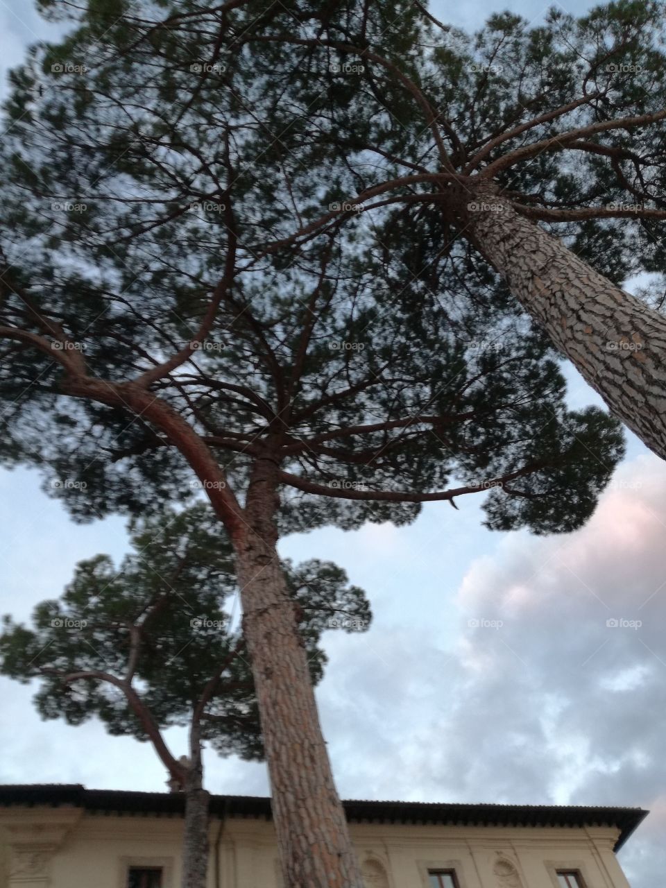 His majesty, the pine