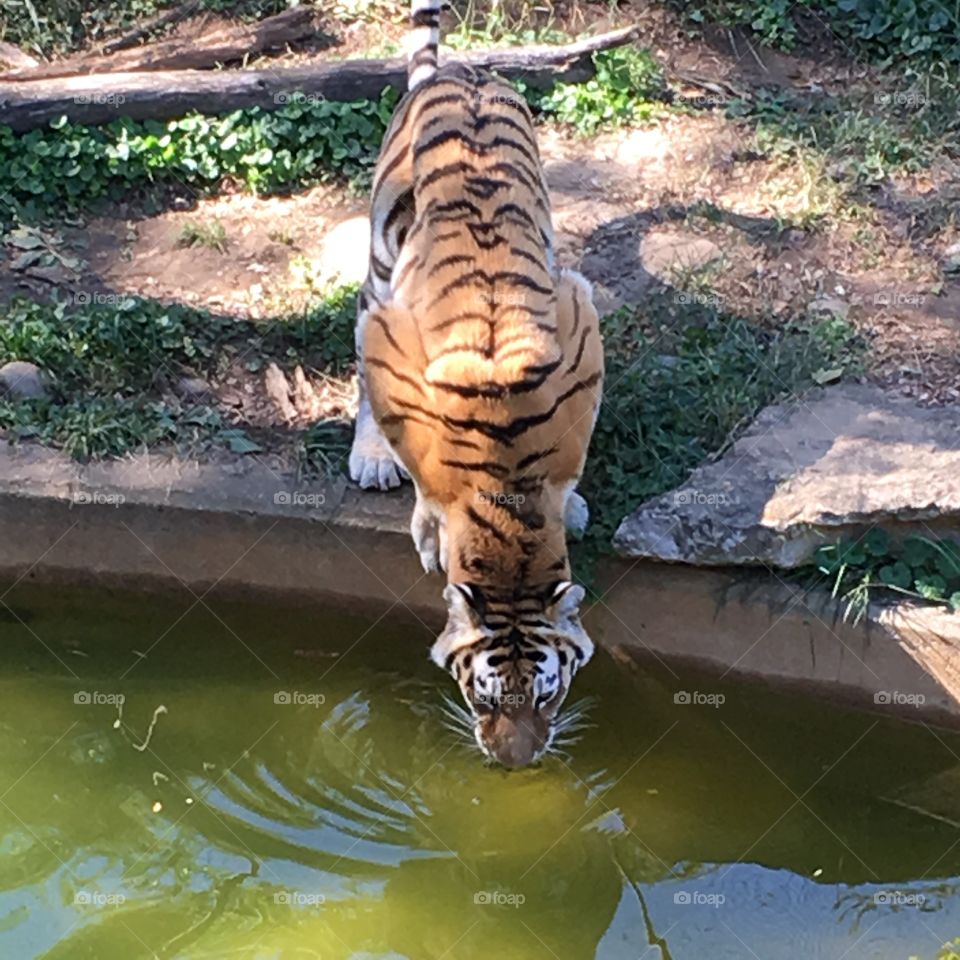 Thirsty tiger