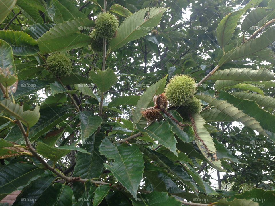 Chestnuts 