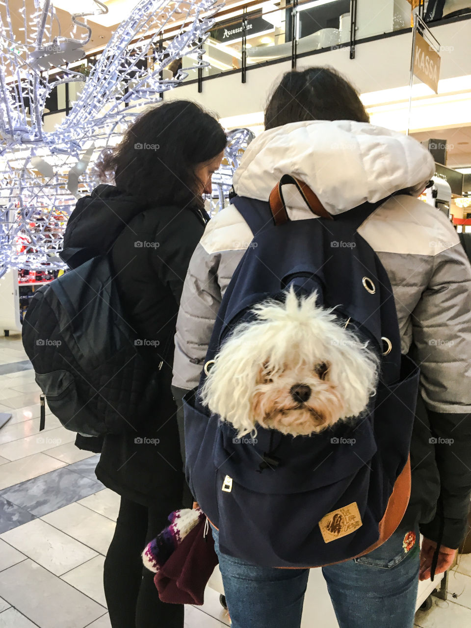 Dog in the Backpack