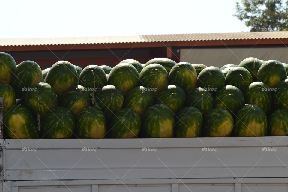 watermellons