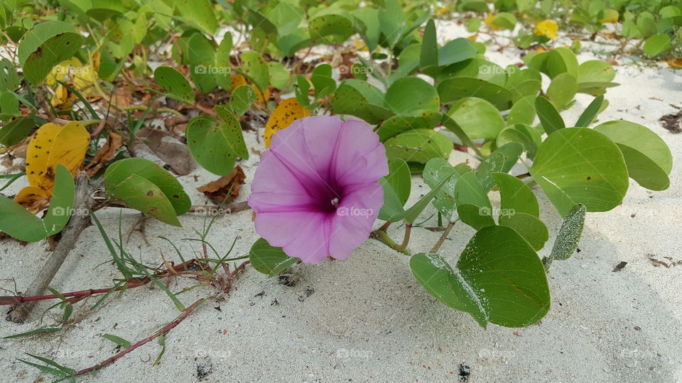 beach flower