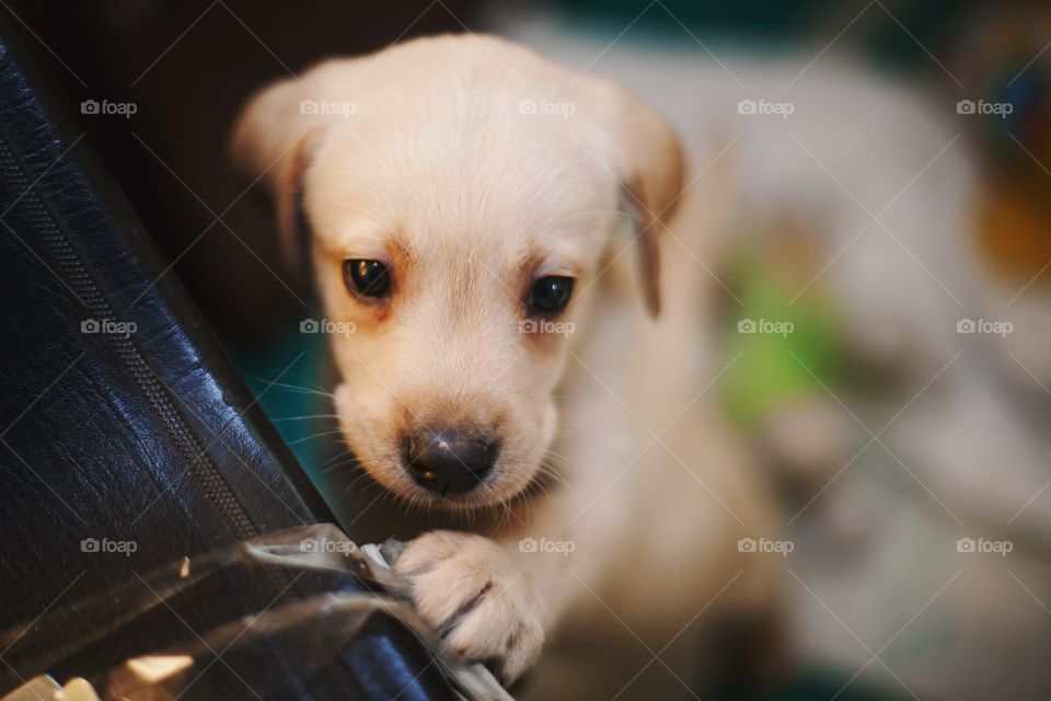 Labrador puppy