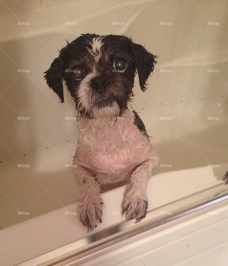 Scrub a dub dub, Chance in the Tub!