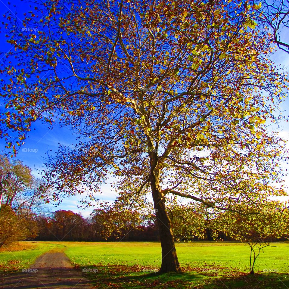 Autumn tree