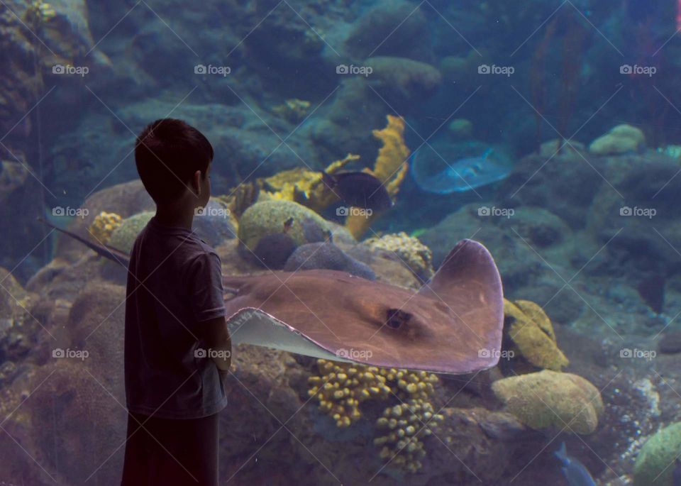 boy watching giant manta ray swimming in an aquarium tank