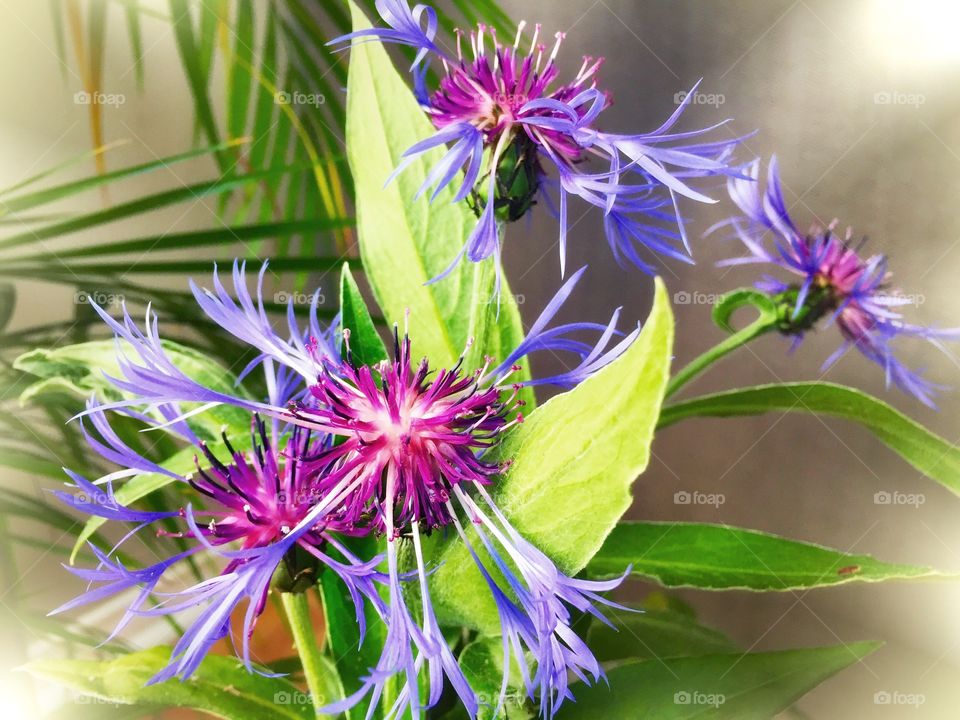 Purple cornflower 