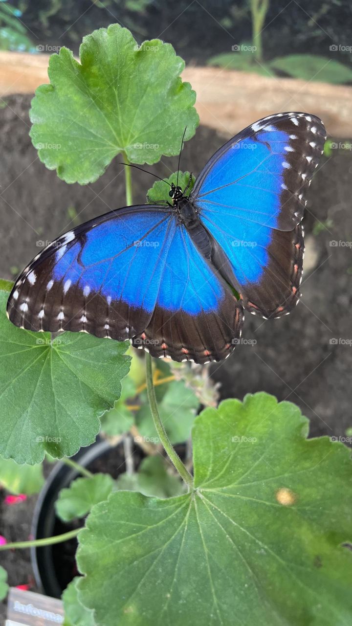 Butterfly