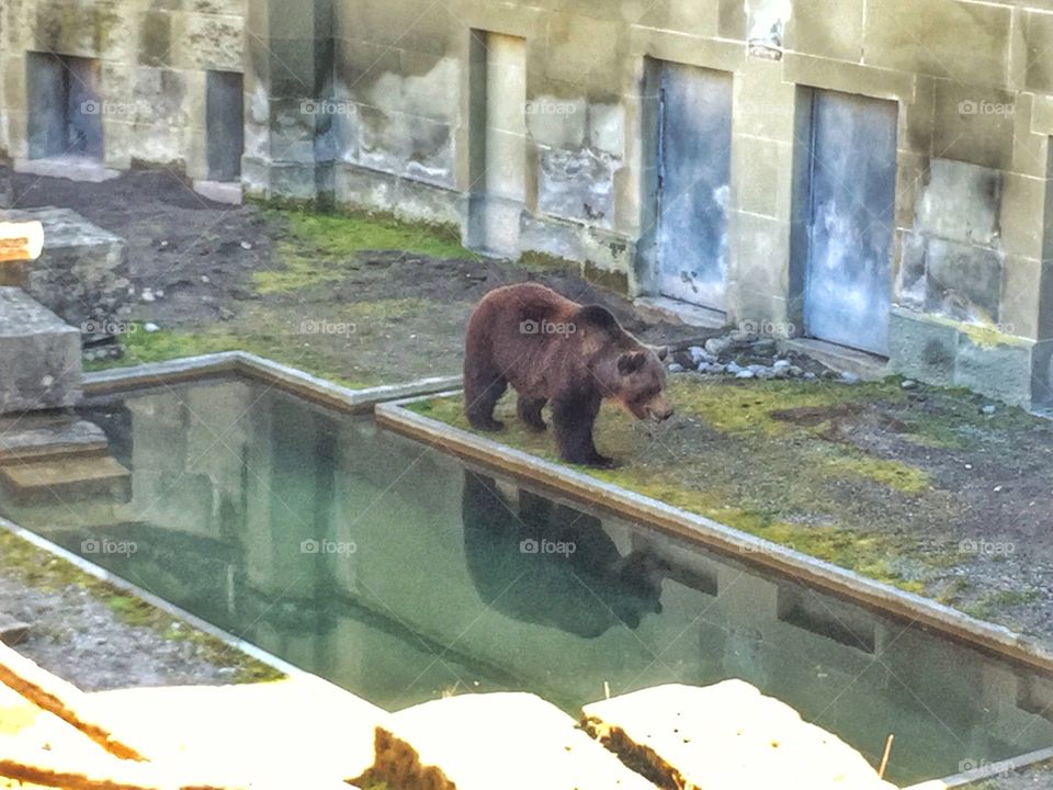 Bear park , Berne