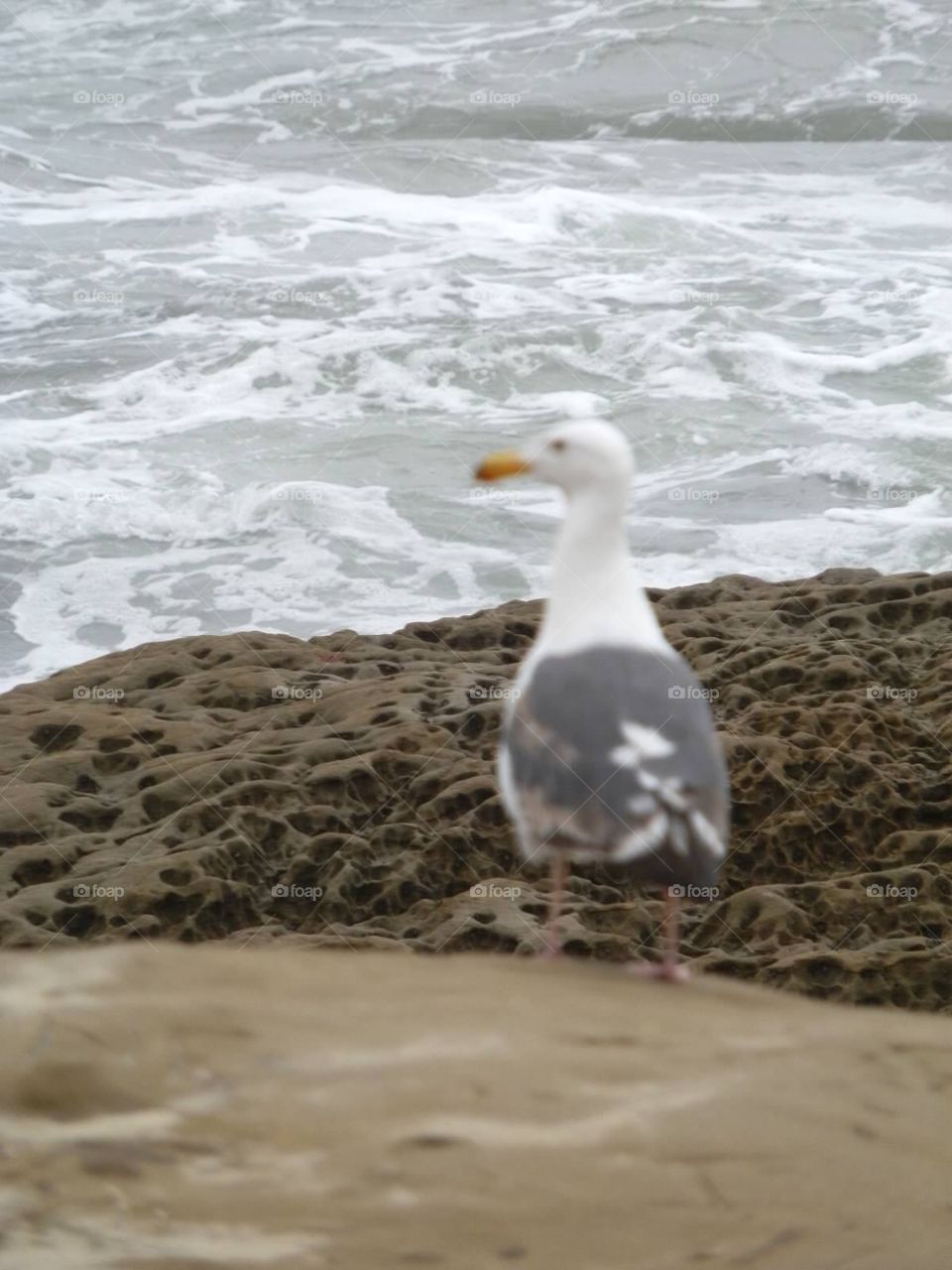 Seagull
