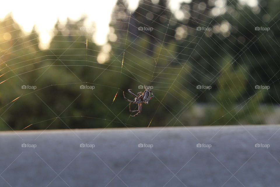 spider weaving a web