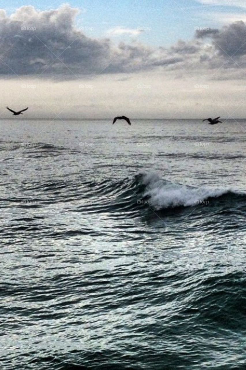 Birds over the ocean