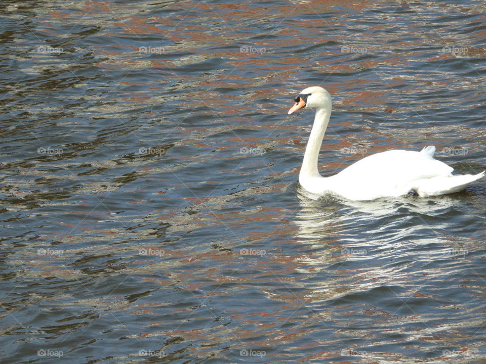 Swan 