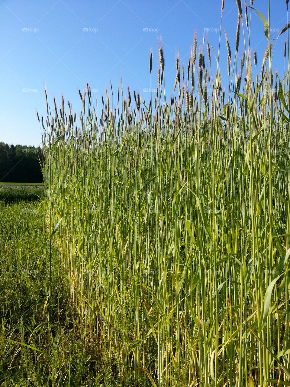 Rye field