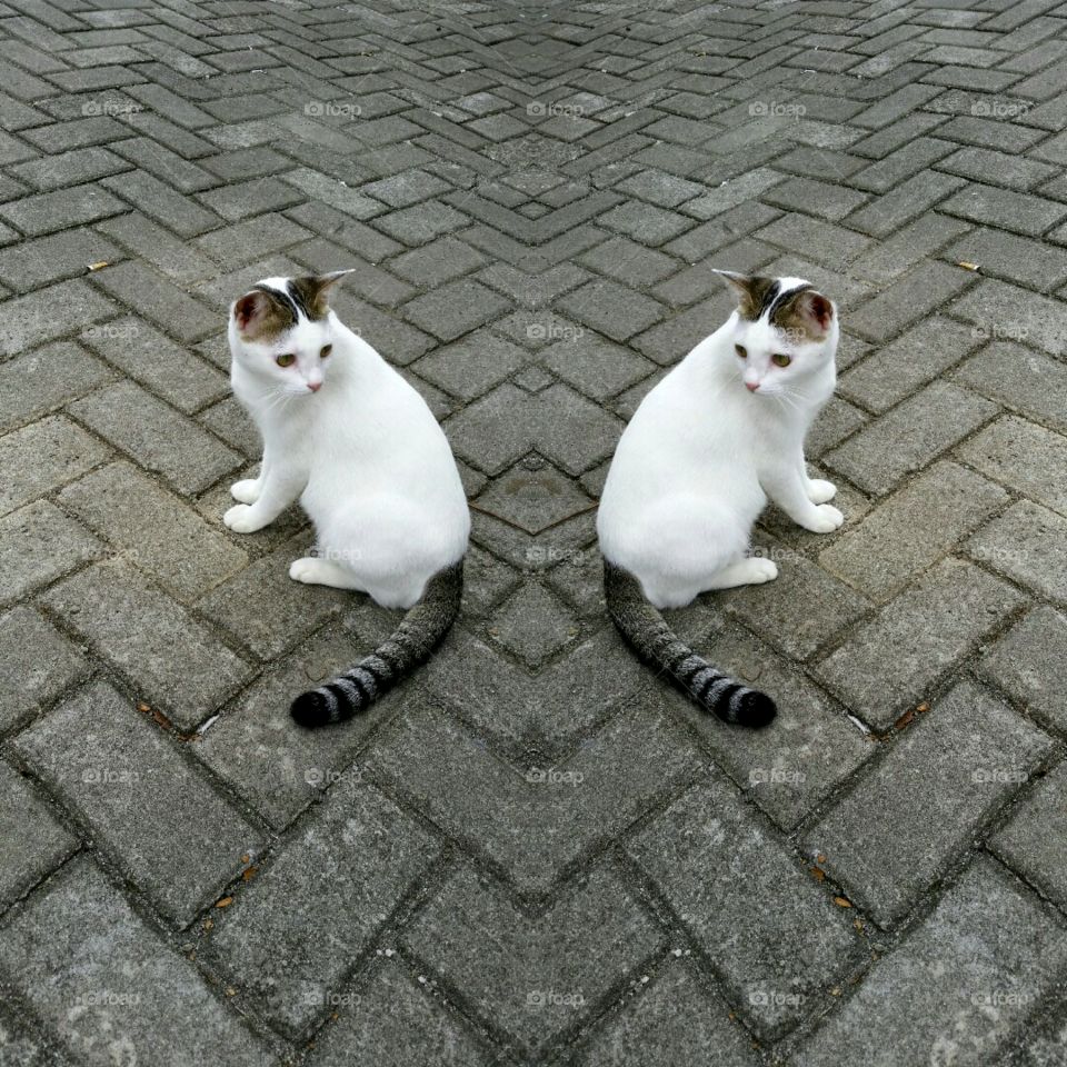 A female cat sitting in parking lot. She looking over her back. I use photo app for double object.