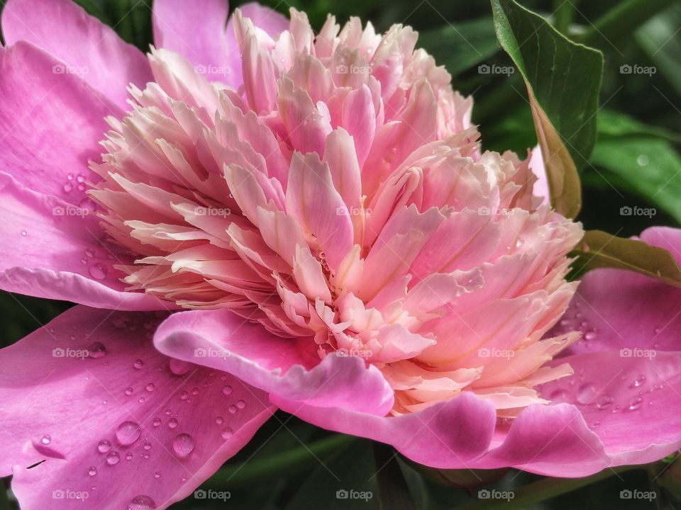 My garden  -  Peony 