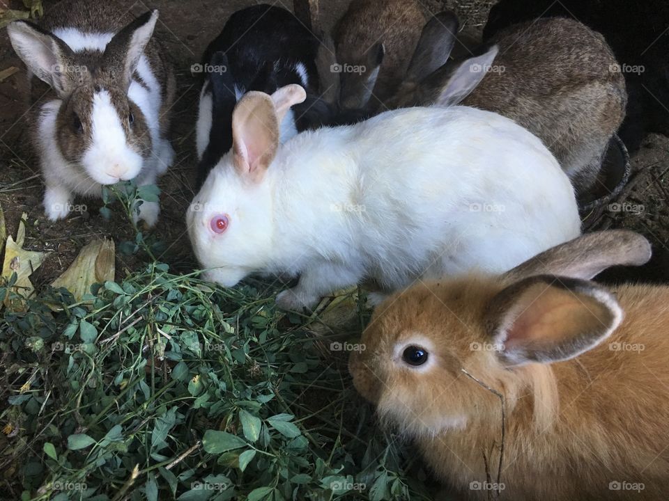 Bunnies at home