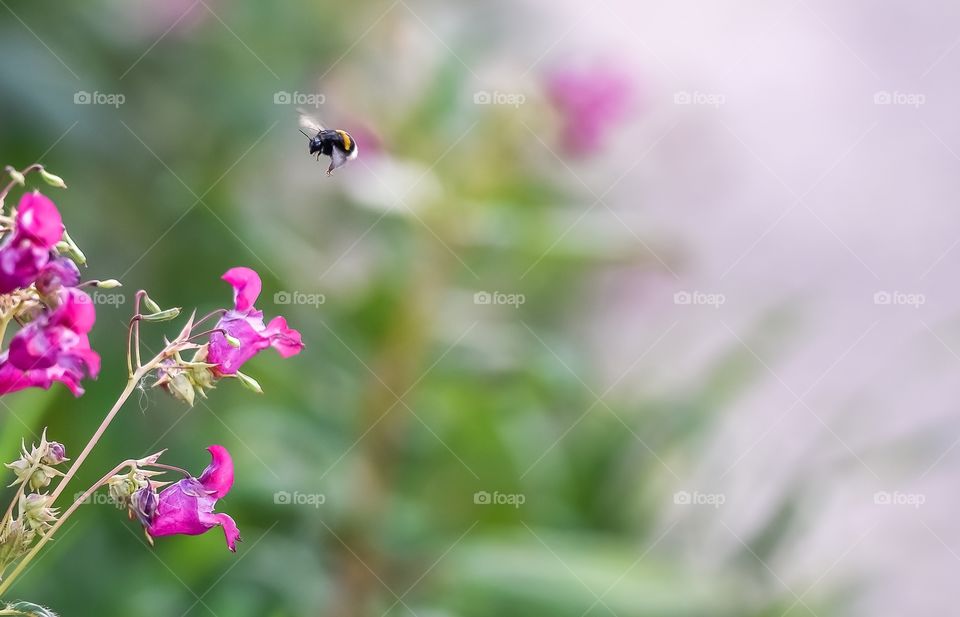 The bee collects the nectar.