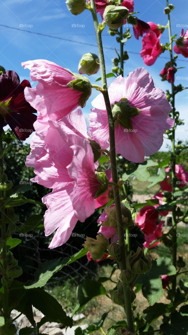 Pink Hollyhocks