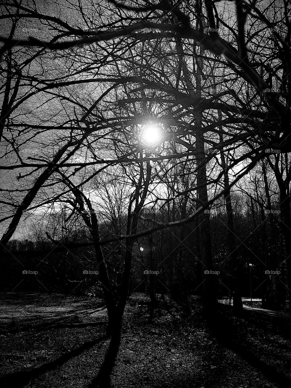 Sunlight coming through branches 