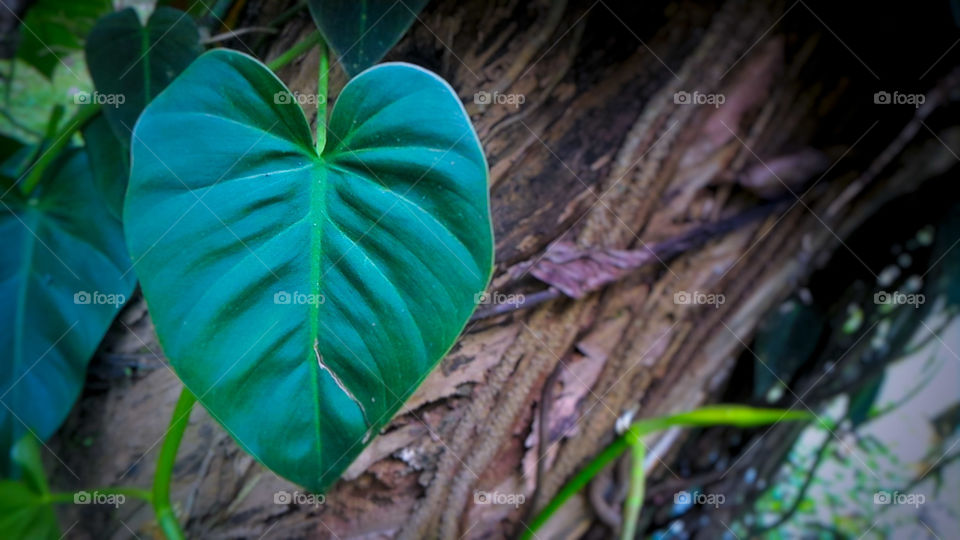 green heart shaped leaf