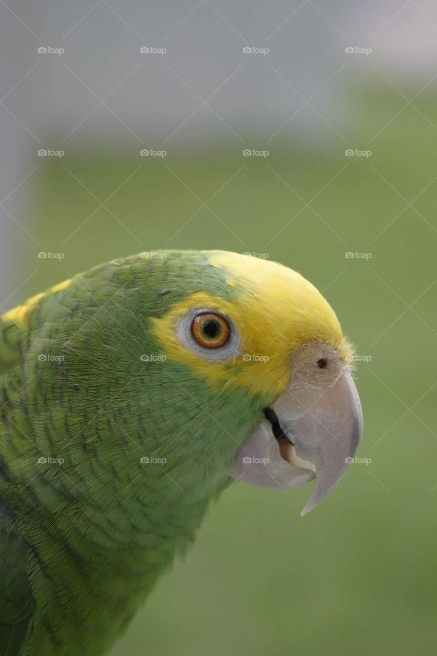 Amazon parrot