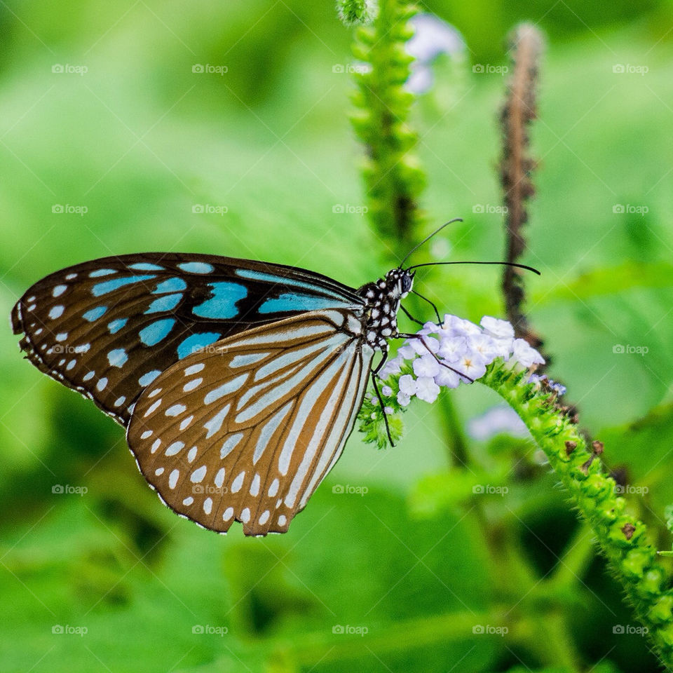 butterfly eating flower nectar