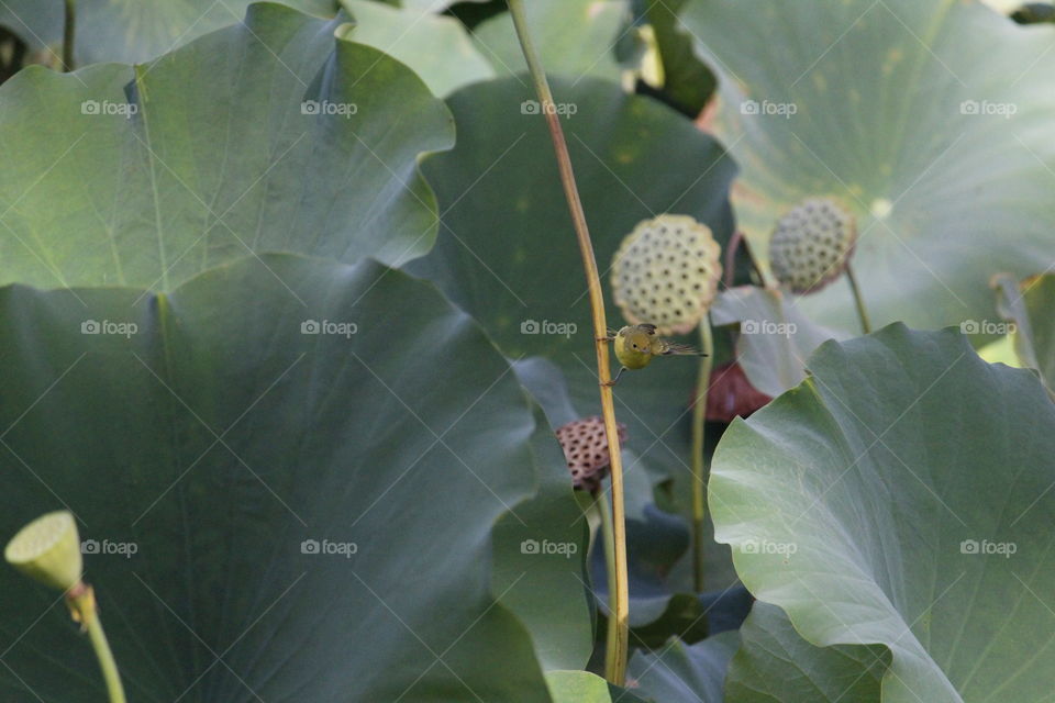 bird-watching, yellow bird
