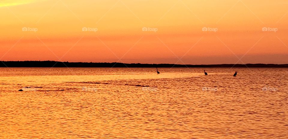 Sea, ocean, nature, herons, birds, nature, sunset, Parlee Beach, New Brunswick