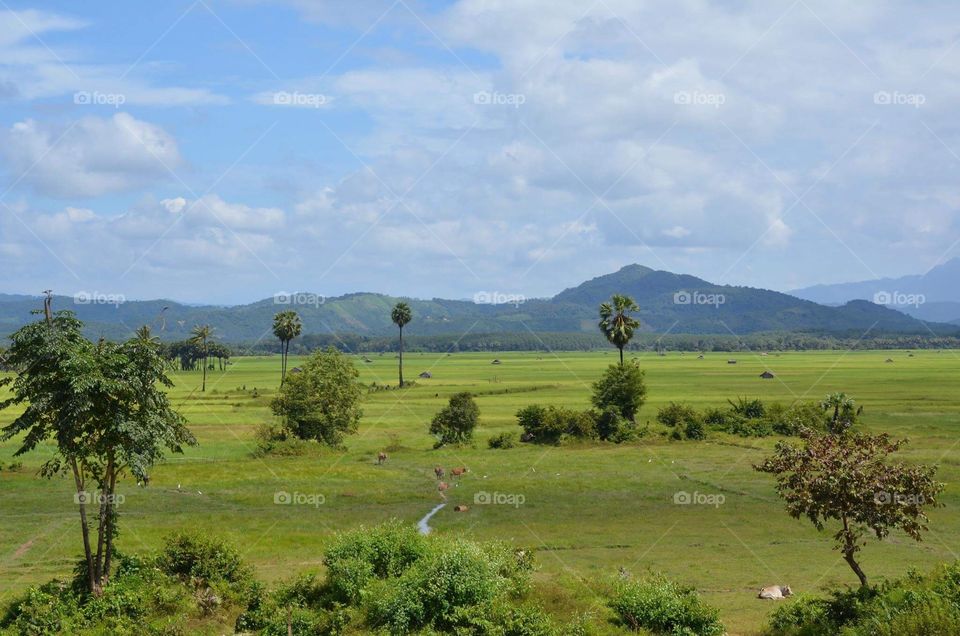 Harvested paddy field at Dawes district, Myanmar 