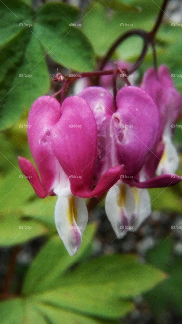 Bleeding heart flowers
