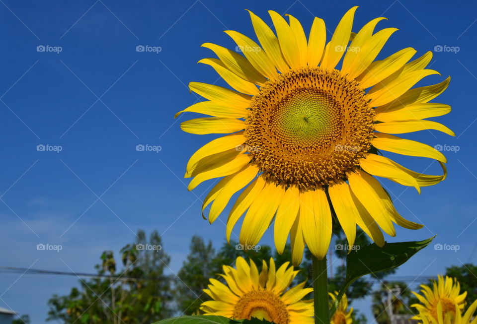 sunflowers