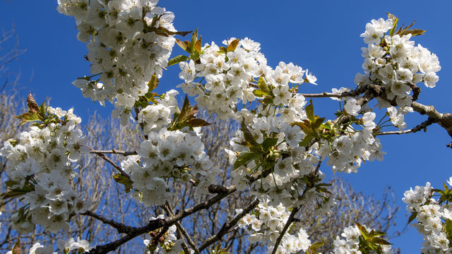 Flores