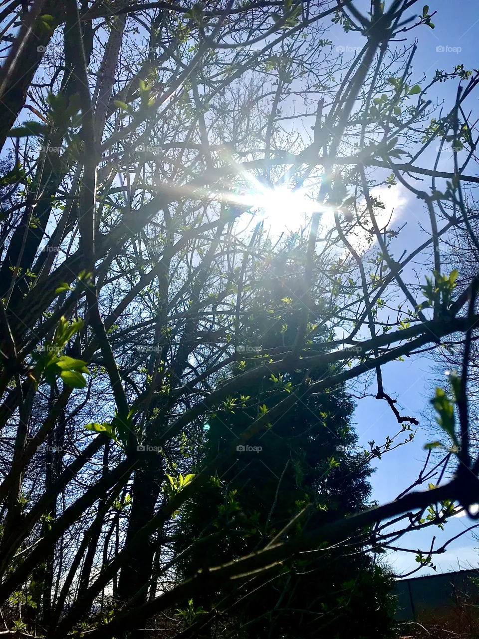 Spring