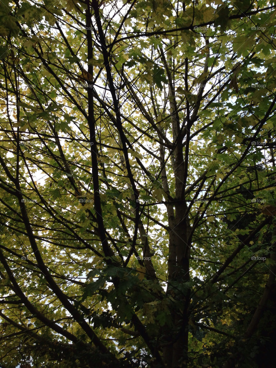 Tree, Wood, Leaf, Nature, Landscape
