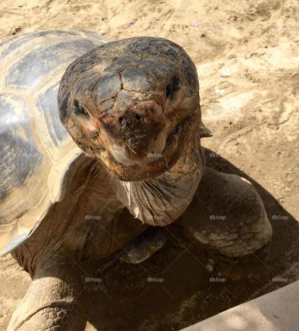 Tortoise . San Diego zoo