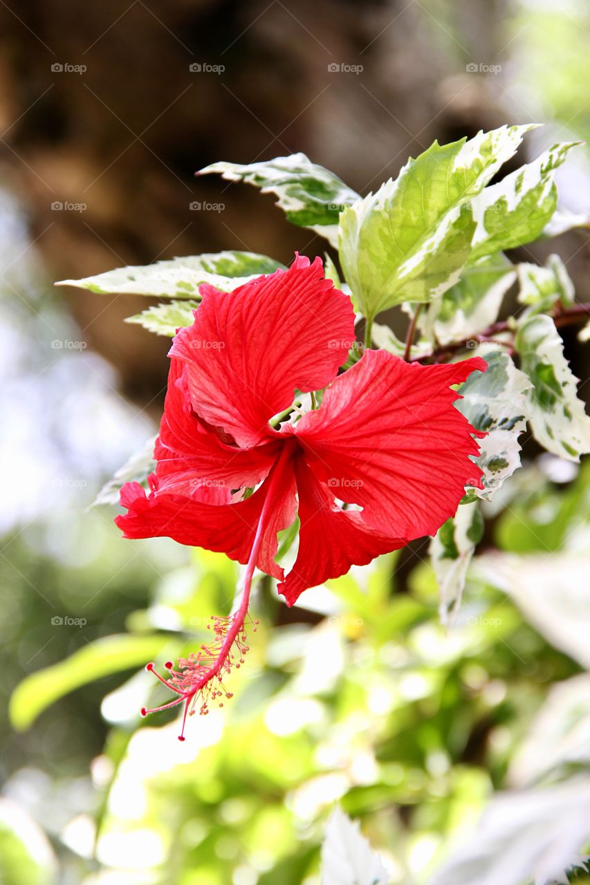 Beautiful hibiscus 