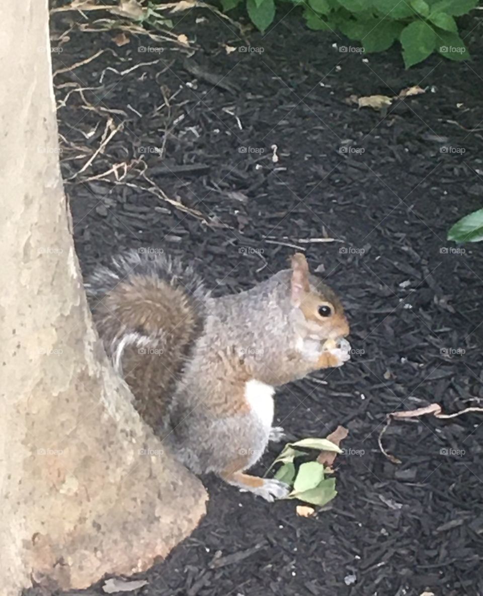 Gray squirrel eating in garden in NYC