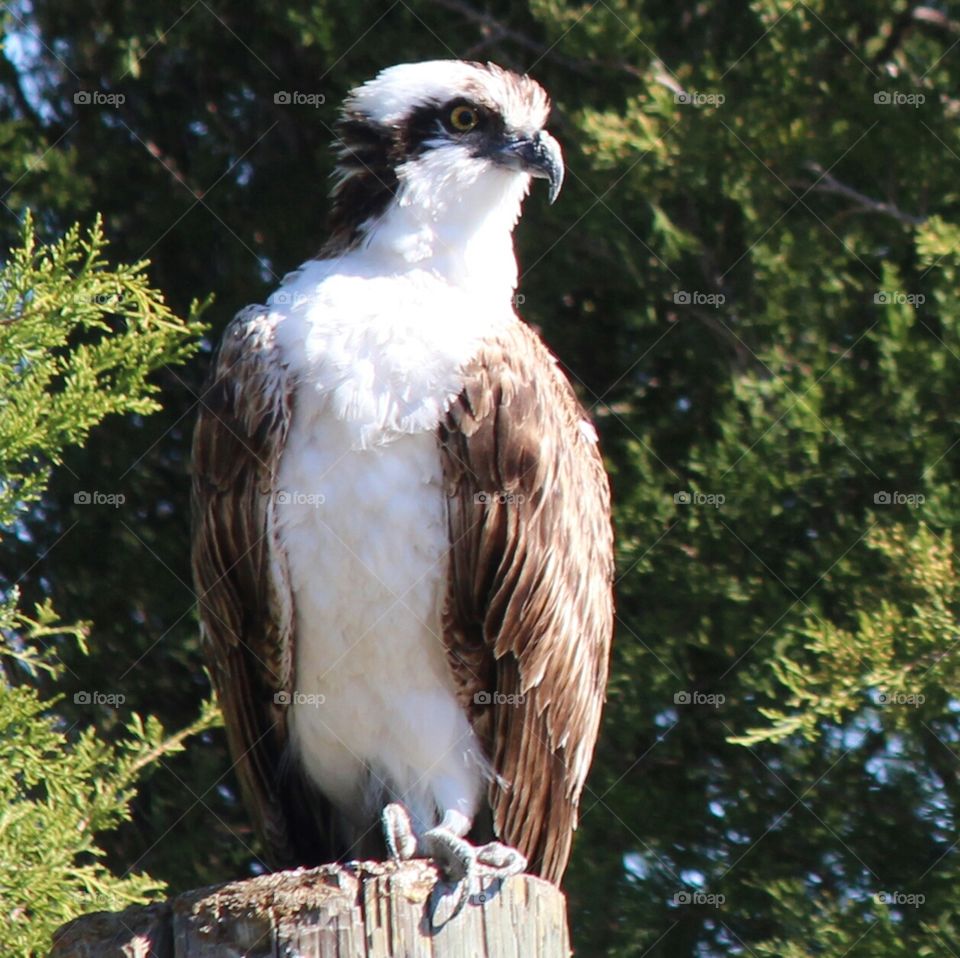 Osprey Hunting for Fish