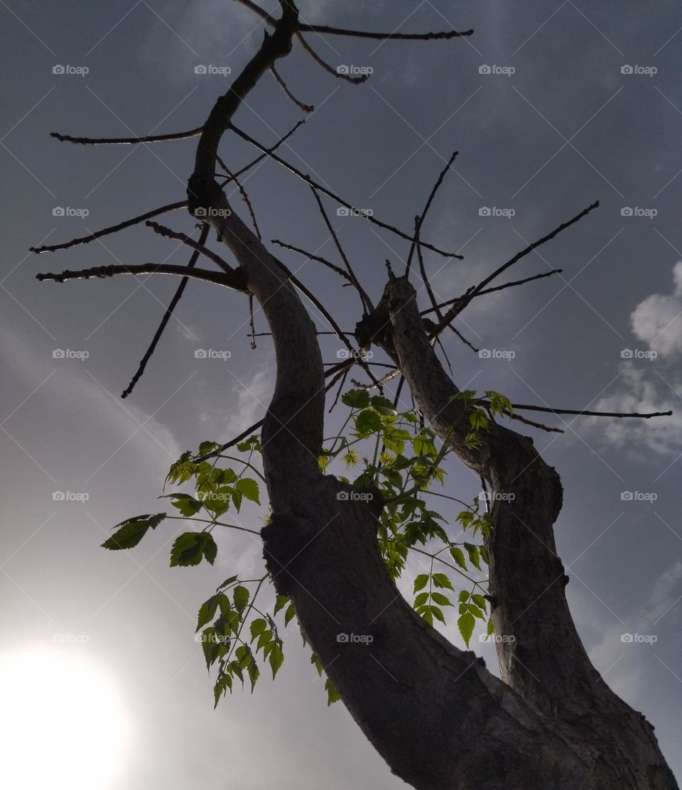 Tree and sky