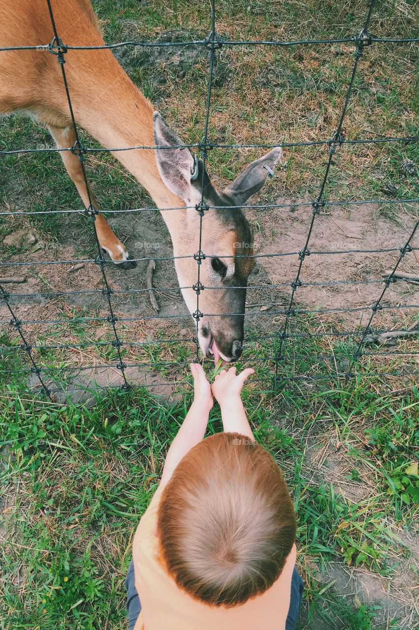Feeding deer at zoo