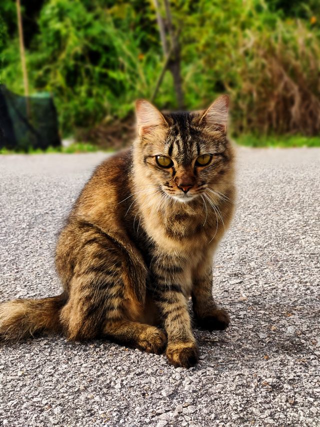 lazy cat