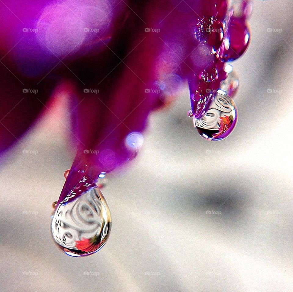 Tiny droplets on Gerbera flower petals